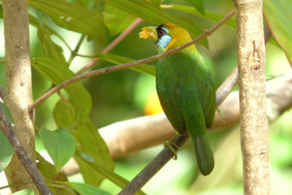Red-headed Barbet