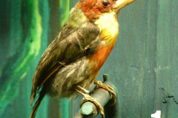 Red-headed Barbet