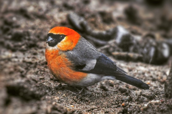 Red-headed Bullfinch
