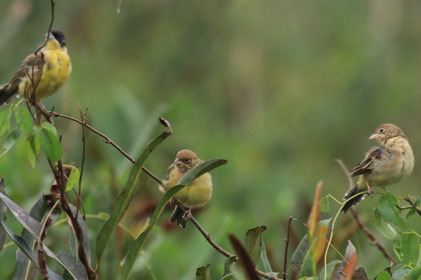 Red-headed Bunting