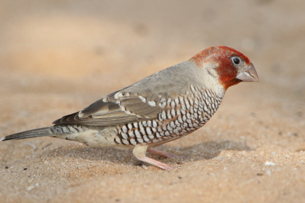 Red-headed Finch