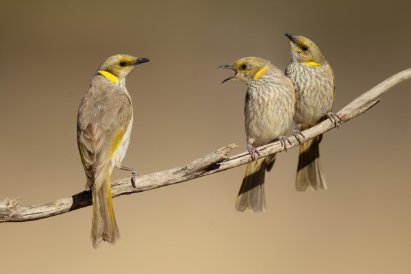 Red-headed Honeyeater