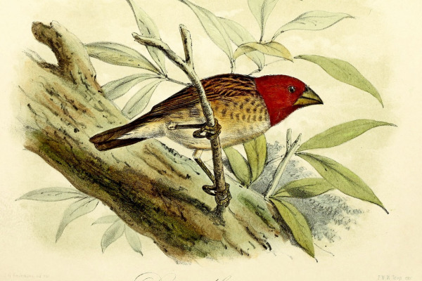Red-headed Quelea