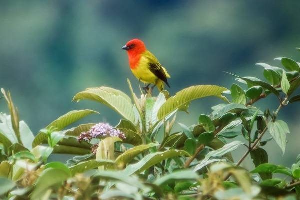Red-headed Tanager