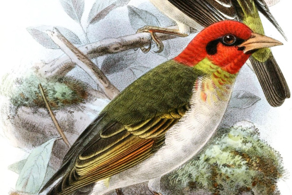 Red-headed Weaver