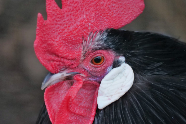 Red Junglefowl
