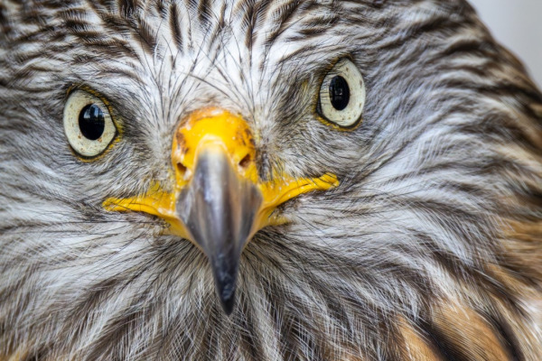 Red Kite