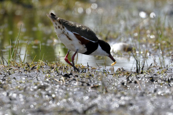Red-kneed Dotterel