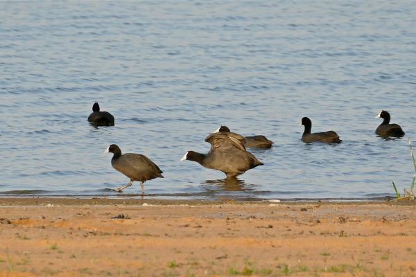 Red-knobbed Coot