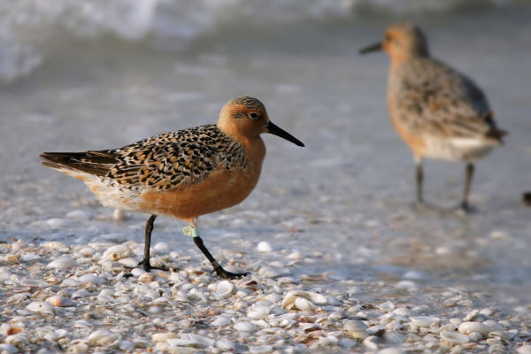 Red Knot
