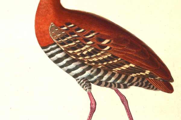 Red-legged Crake