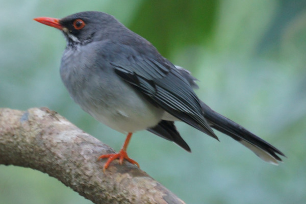 Red-legged Thrush