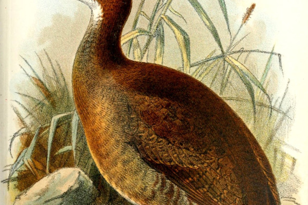 Red-legged Tinamou