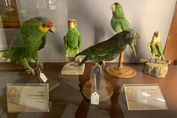 Red-lored Amazon