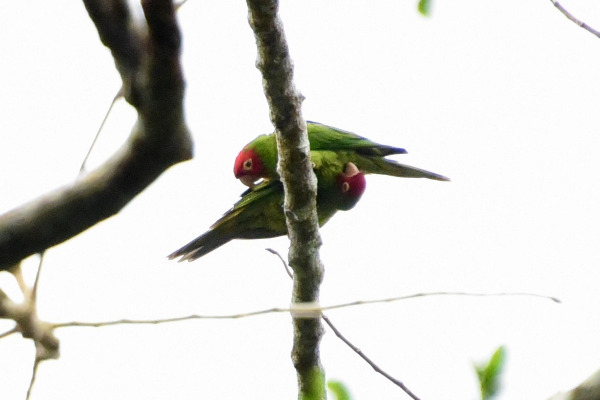 Red-masked Parakeet