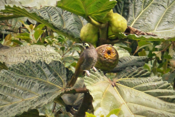 Red-naped Myzomela