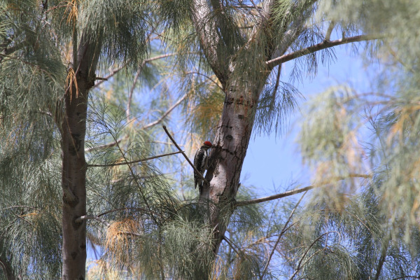 Red-naped Sapsucker