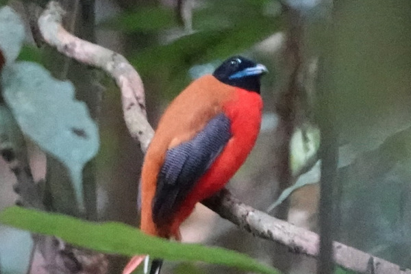 Red-naped Trogon