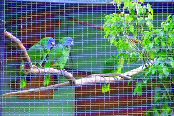 Red-necked Amazon