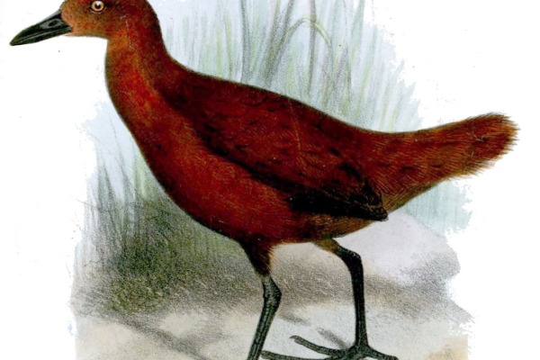 Red-necked crake