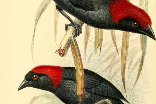 Red-necked malimbe