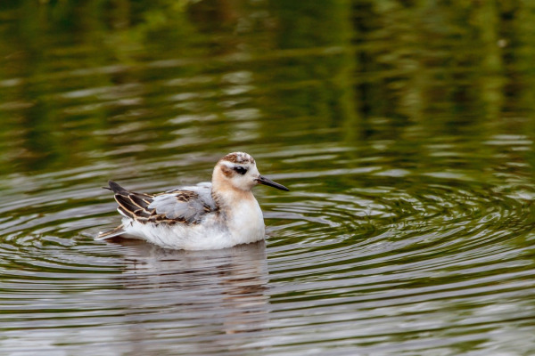 Red Phalarope