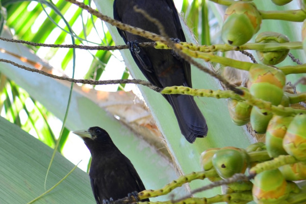 Red-rumped Cacique