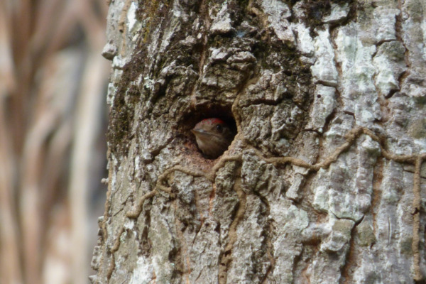 Red-rumped Woodpecker