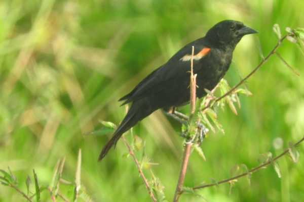 Red-shouldered Blackbird
