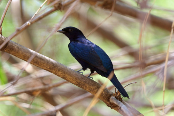 Red-shouldered Cuckooshrike