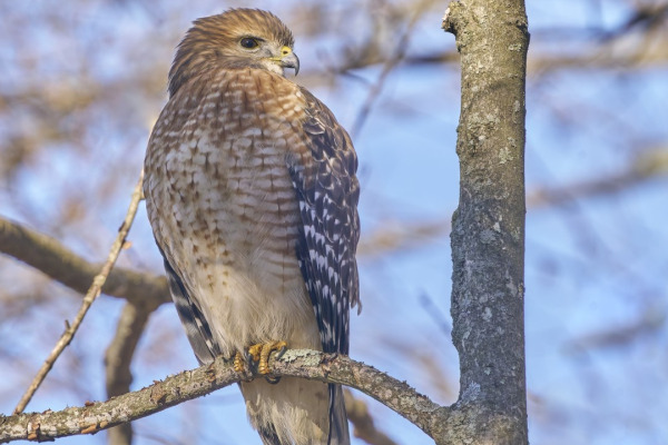 Red-shouldered Hawk