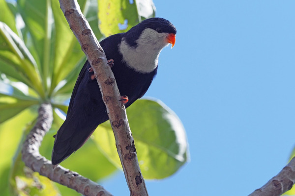 Red-shouldered Parrot