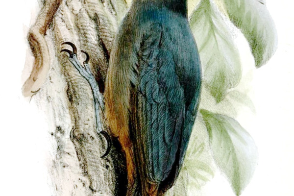 Red-shouldered Vanga