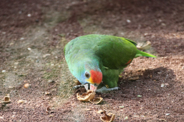 Red-tailed Amazon