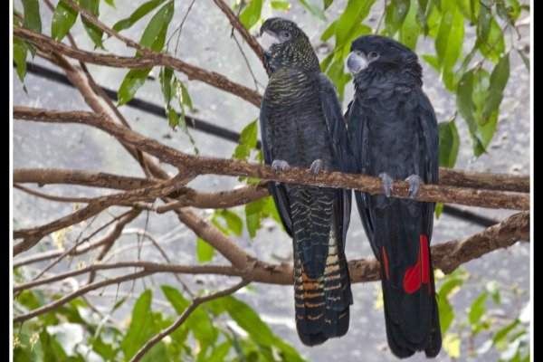 Red-tailed Black Cockatoo