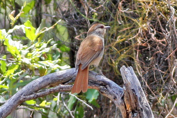 Red-tailed Greenbul