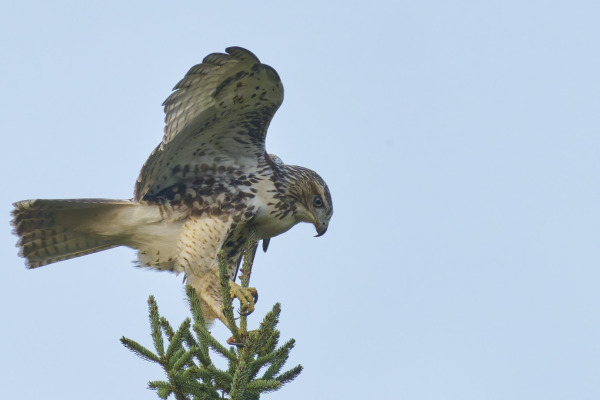 Red-tailed Hawk