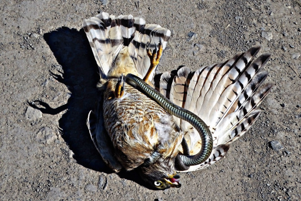 Red-tailed Hawk