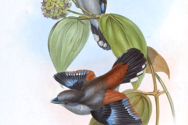 Red-tailed Minla