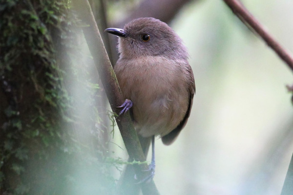 Red-tailed Newtonia