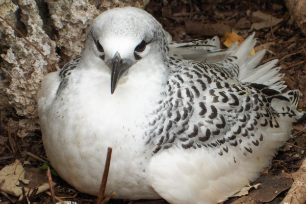 Red-tailed Tropicbird
