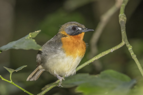 Red-throated Alethe