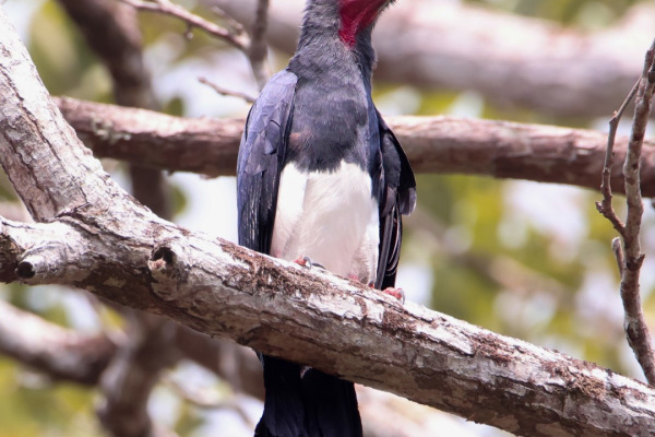 Red-throated Caracara