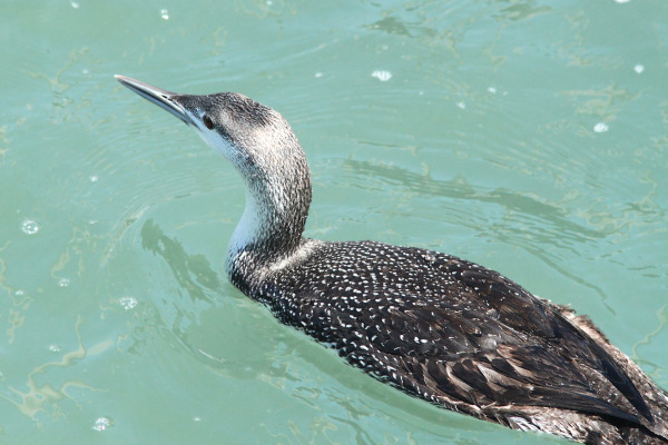 Red-throated Loon