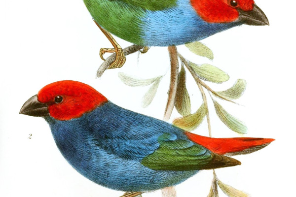 Red-throated Parrotfinch