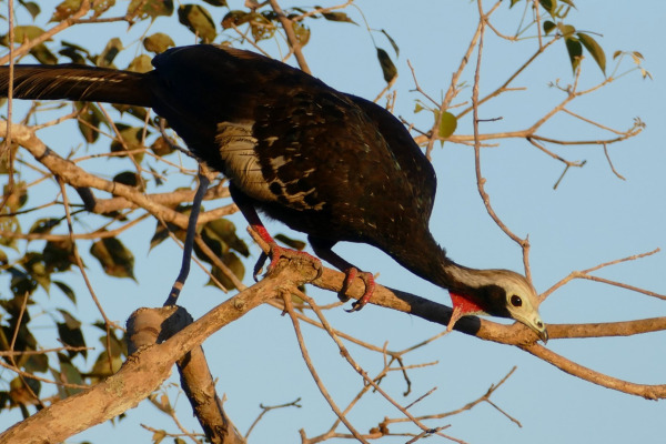 Red-throated Piping Guan