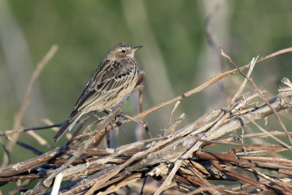 Red-throated Pipit