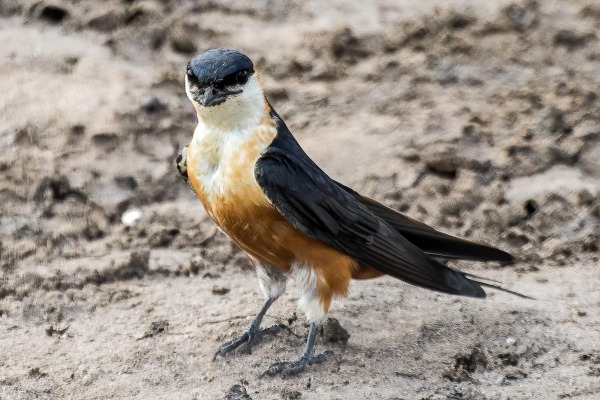 Red-throated Swallow