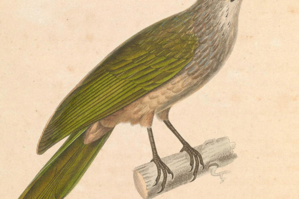 Red-vented Bulbul