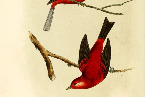 Red Warbler